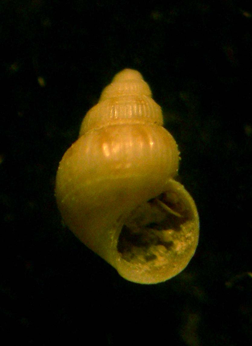 alvania gaglinae